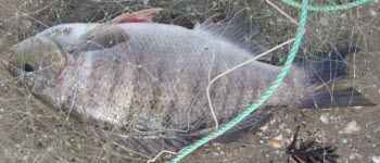 Parore Fish